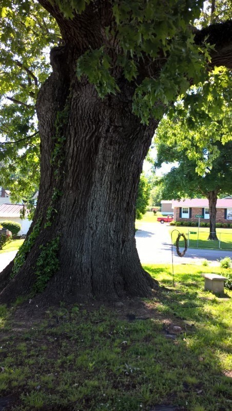 Large Oak Tree Identification