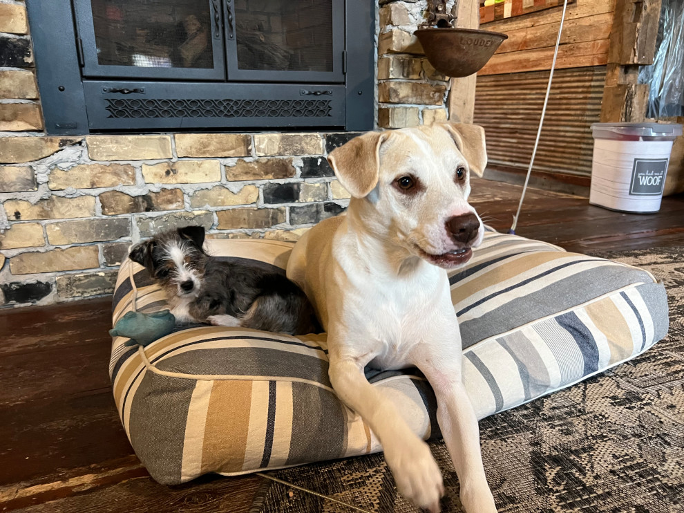 Shop Dogs