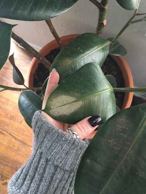 Rubber plant leaves turning brown