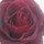 webuser_931693