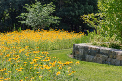 Yard of the Week: Wonderful Wildflower Meadow Replaces a Lawn