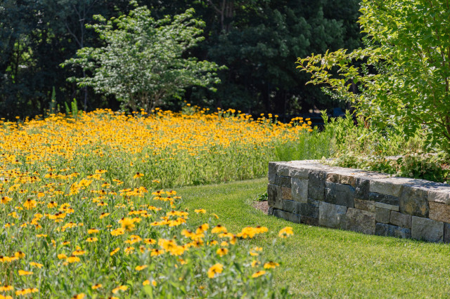 Backyard Wildflower Patch