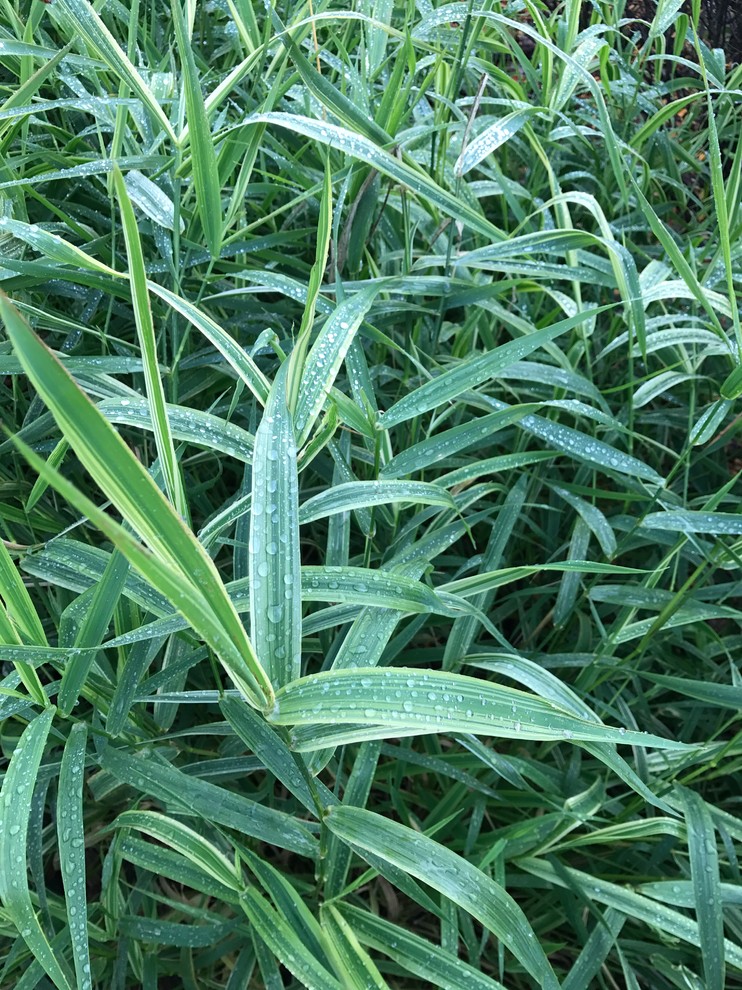 Свежий Ветер, 0.25 га