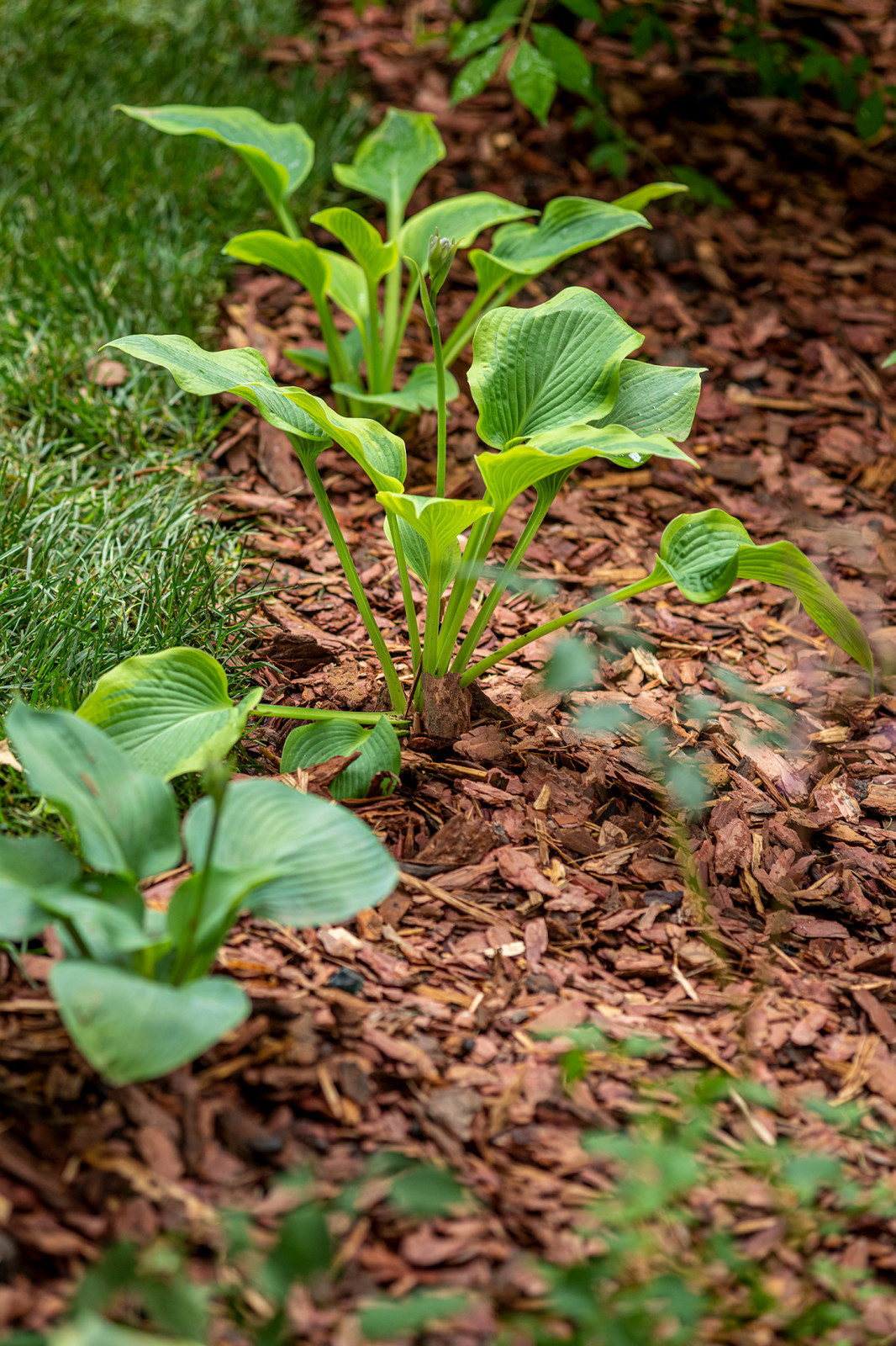 Современный хуторок у Наташи Королевой