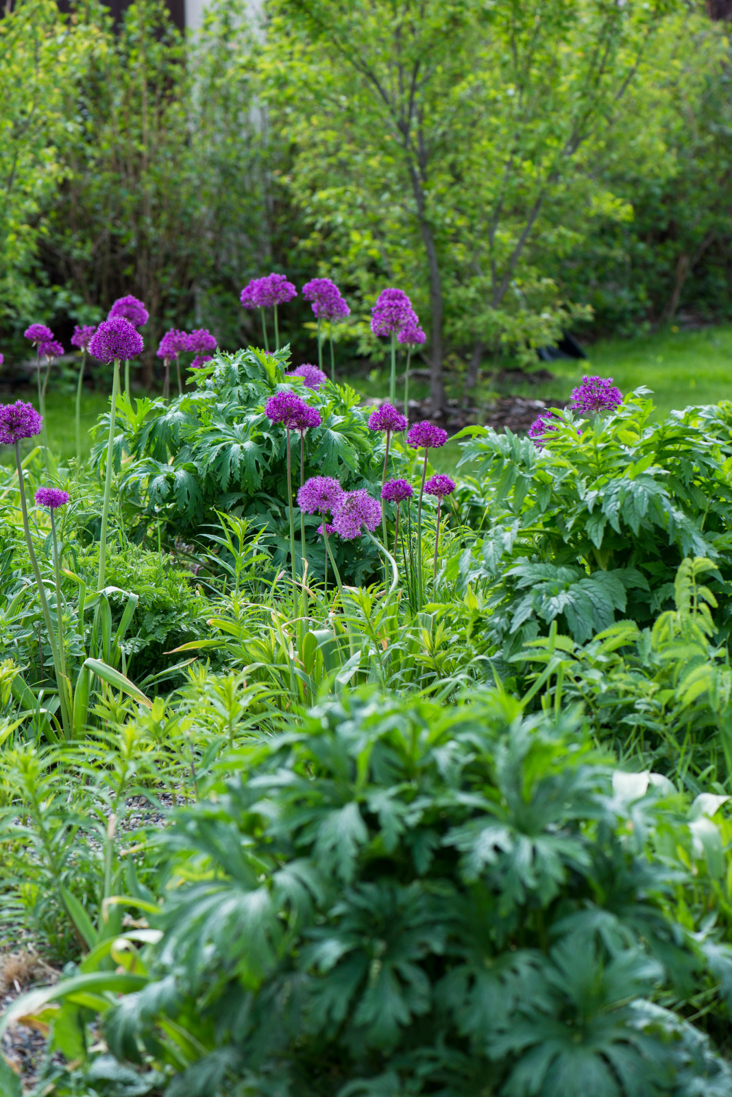 Цветник в  природном стиле  (" New Perennials"  или "Новая волна")
