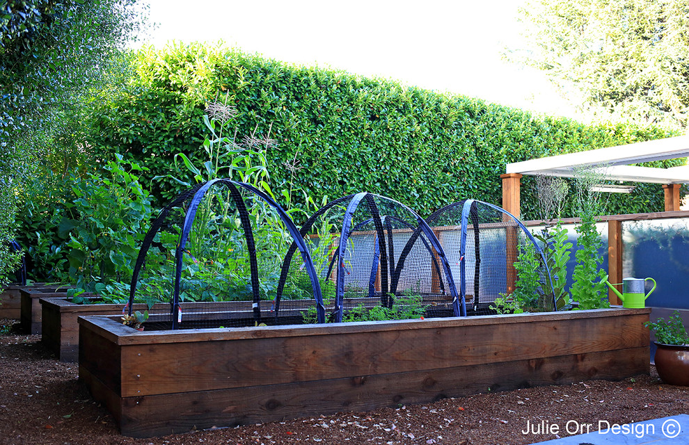 This is an example of a contemporary backyard garden in San Francisco with a vegetable garden.