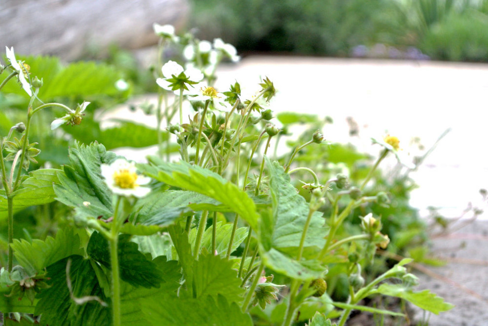 Reihenhausgarten im Retro-Chic