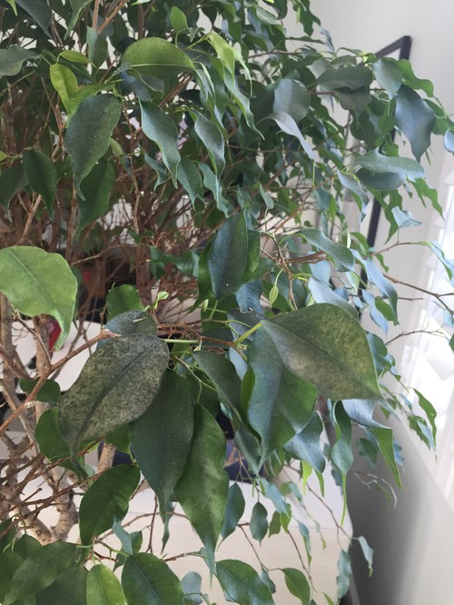 White Spots on Ficus Leaves