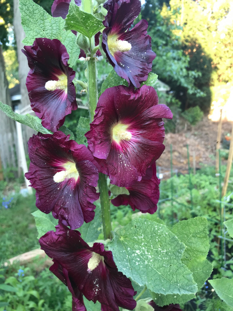 Difference between first and secondyearflowering Hollyhock