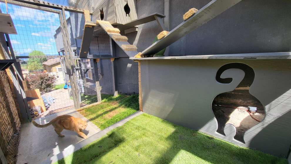 The Purr-fect Playground✨