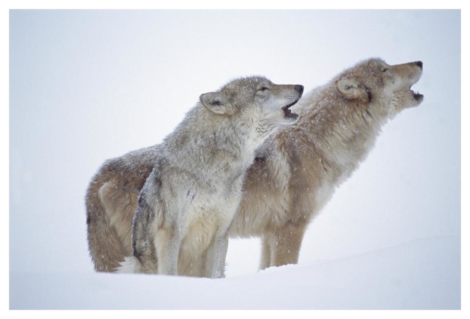 "Timber Wolves portrait of pair howling, snow, North America" Paper Art, 26"x18"