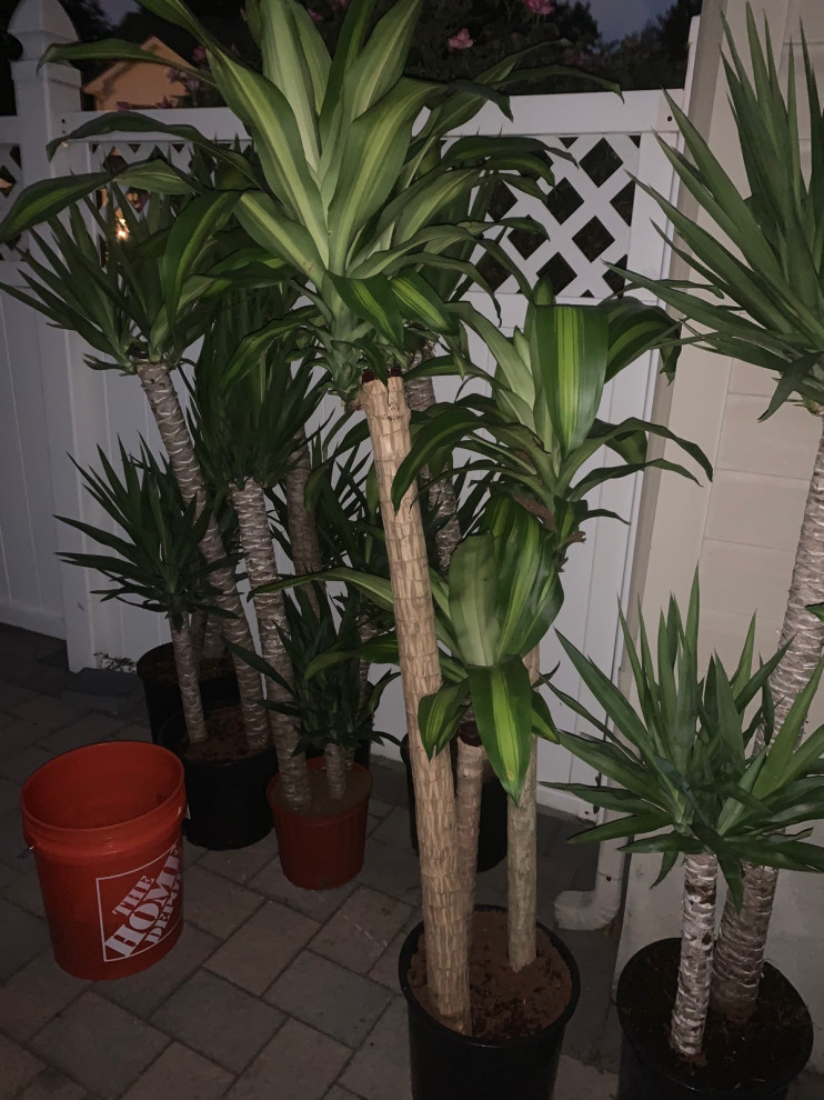 yucca Cane Can I plant outside? | Houzz Forum