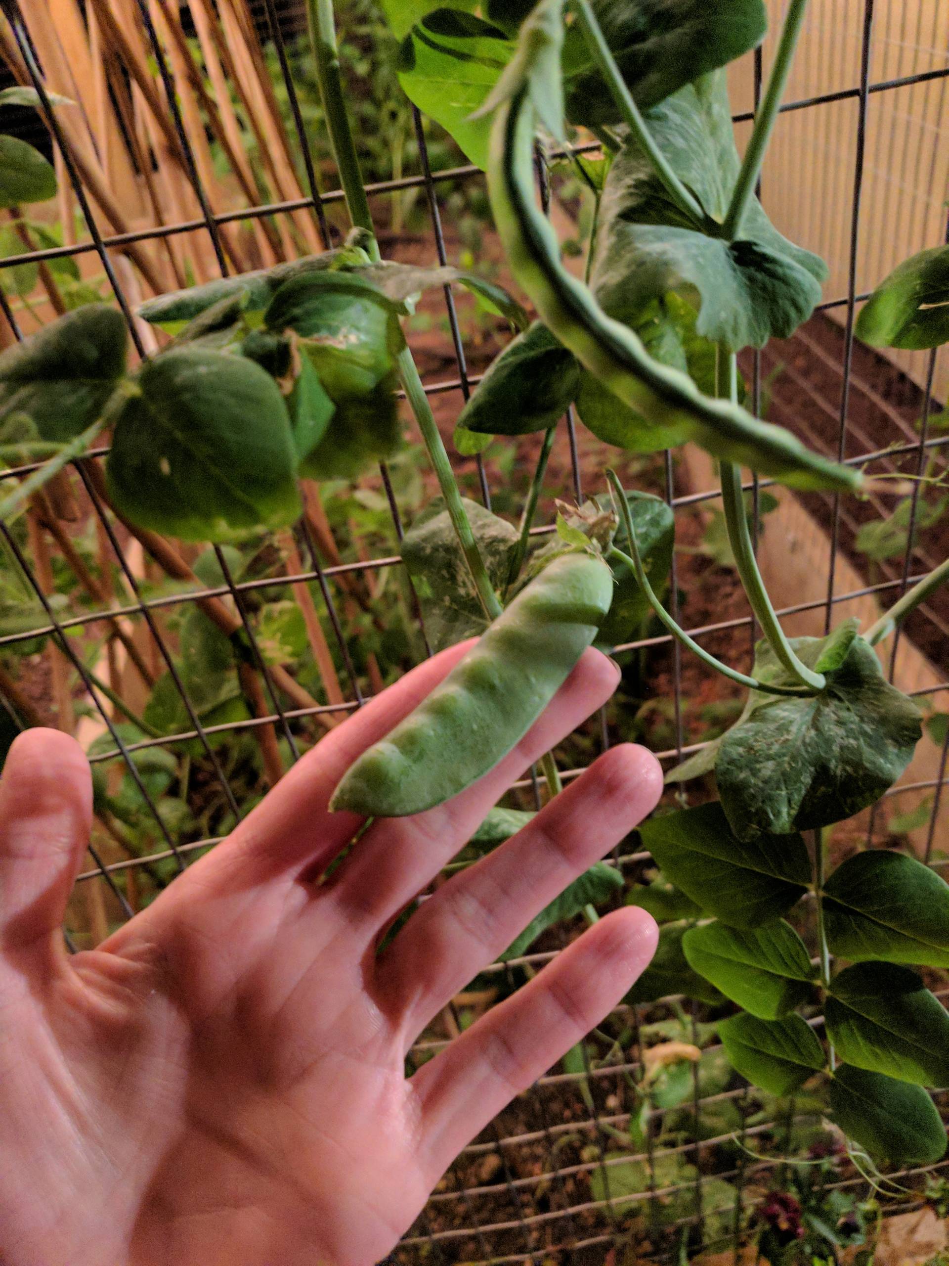 Raised Garden