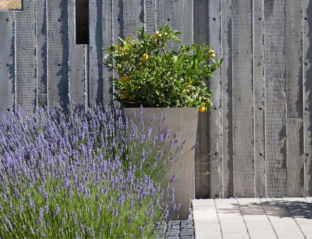 Berkeley Courtyard House trendy-have