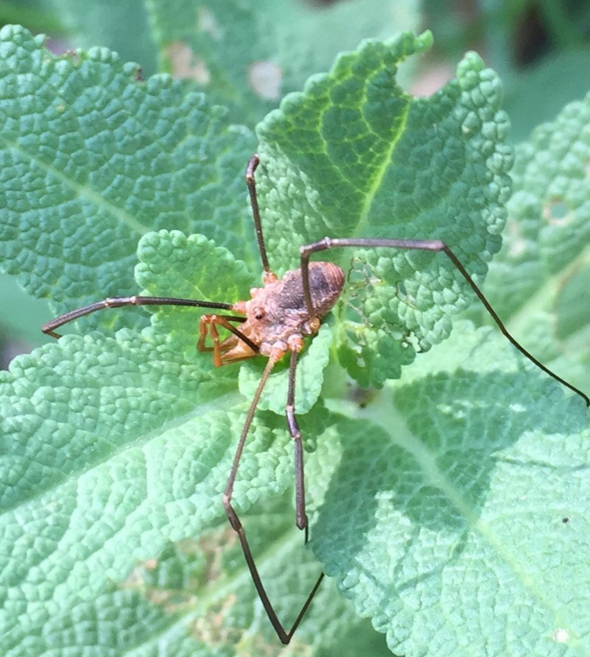 Please ID this insect