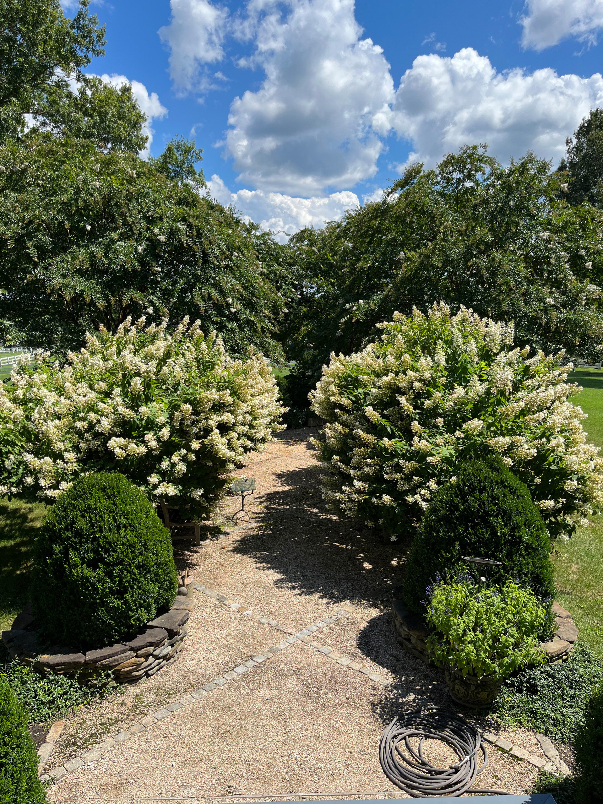 Hydrangea paniculata