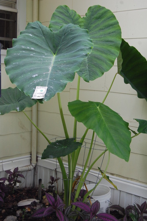 Elephant Ear (?) ID (pics)