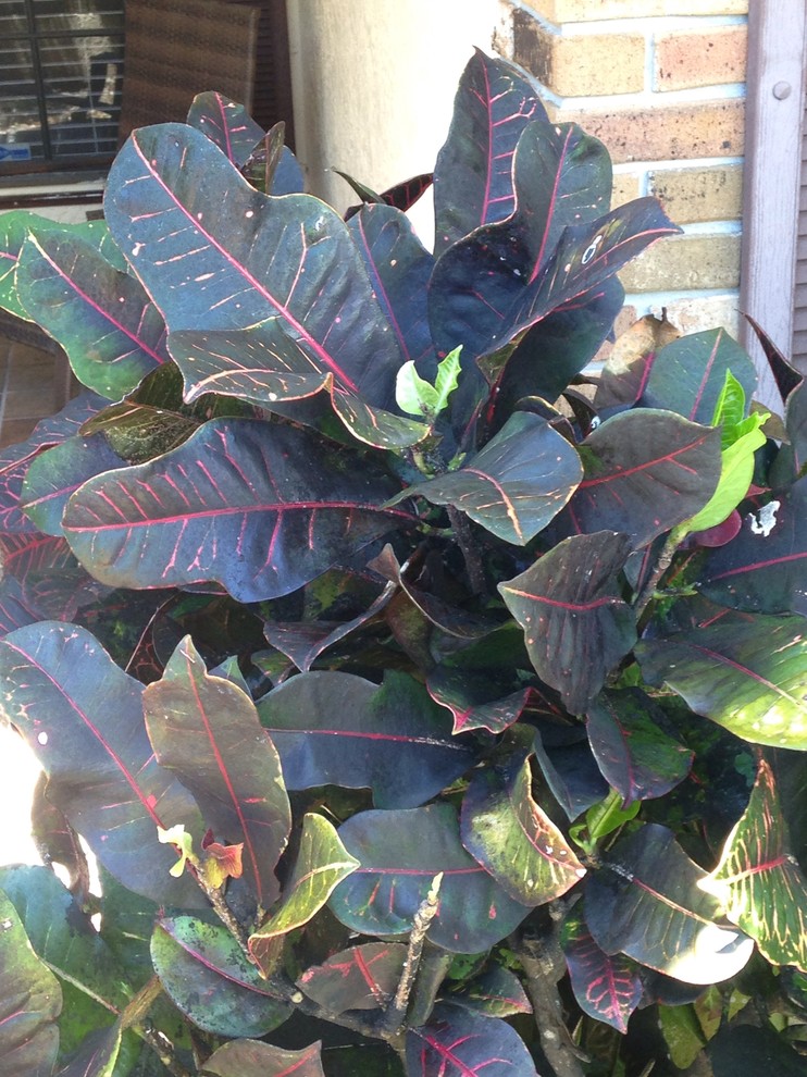 Crotons turning black