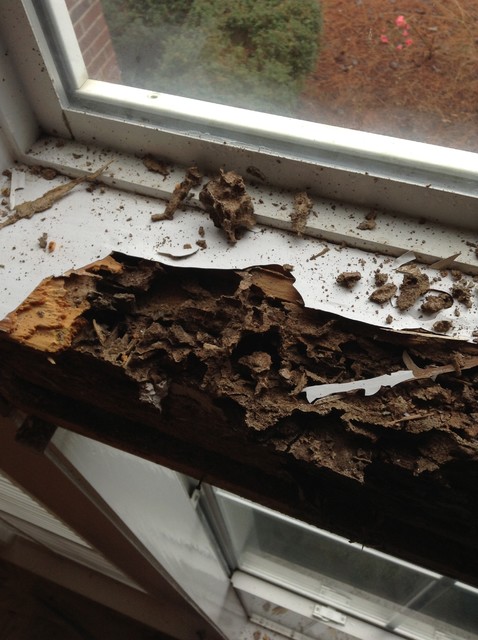 Termite repairs 