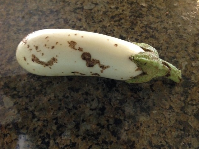 Brown spots on eggplant | Houzz Forum