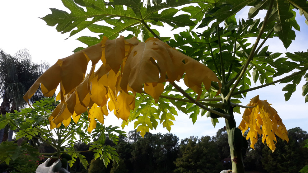 papaya leaves turning solid yellow, dying. Overfertilization?