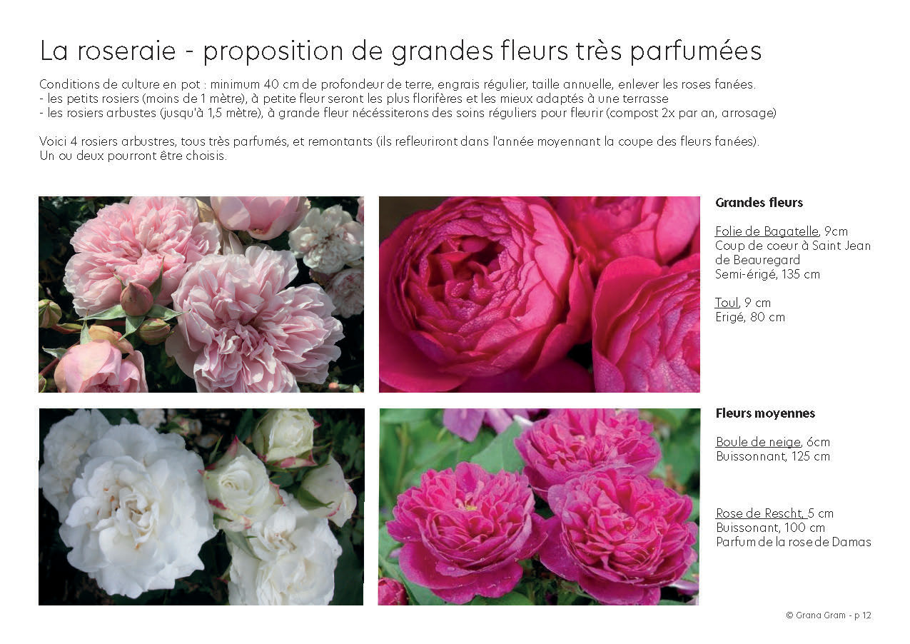 Des roses parfumées, adaptées à la culture en pot