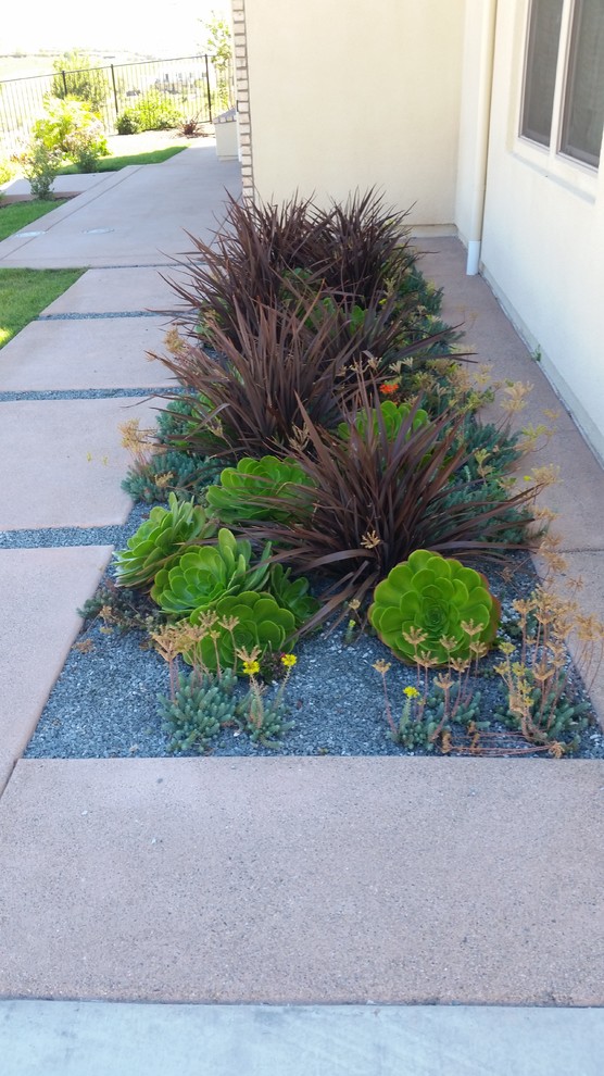 DROUGHT TOLERANT - Contemporary - Landscape - San Diego - by Promised