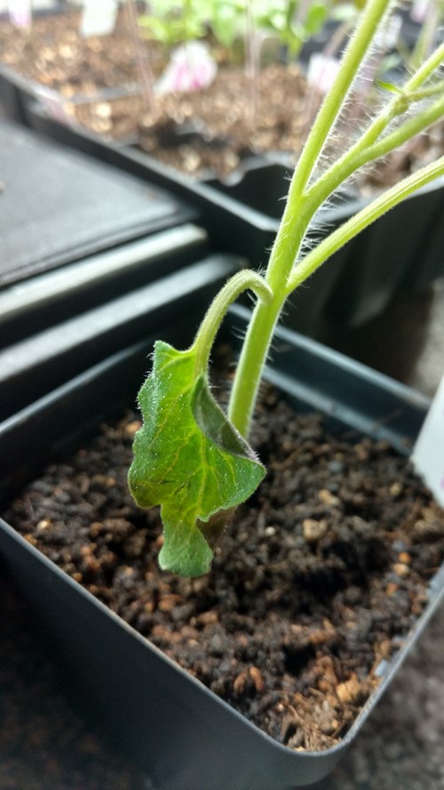 Drooping leaf on young tomato plant. What�s the cause?