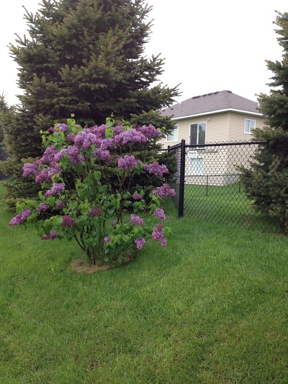 Photo of a mid-sized transitional partial sun backyard landscaping.