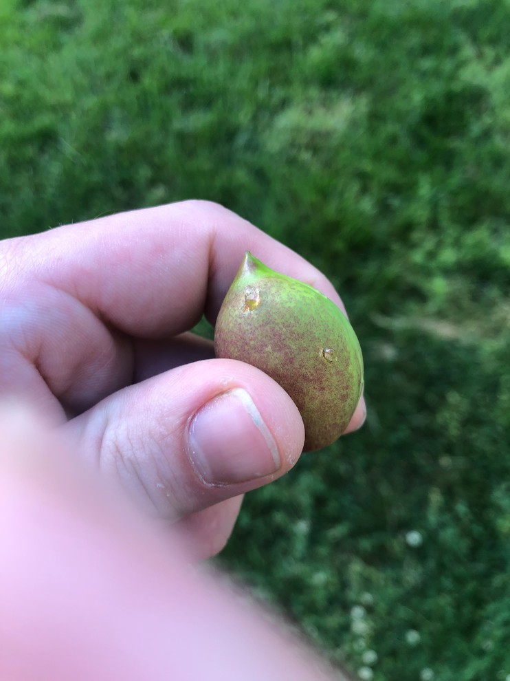 Peach fruit oozing on tree