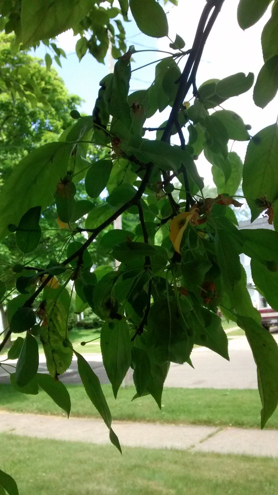 Crab apple tree losing leaves in early summer