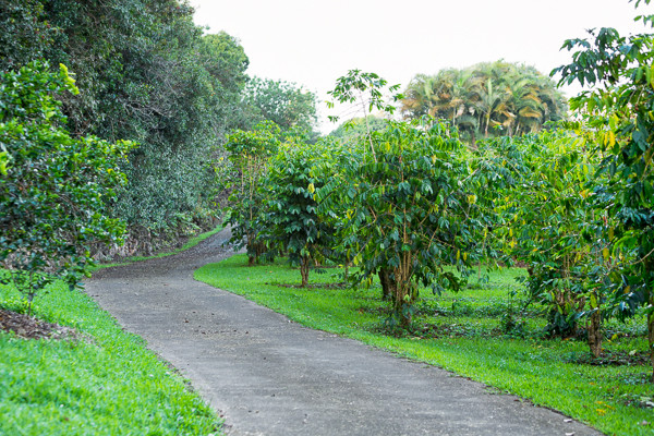 Photo of an expansive farmhouse garden in Hawaii.