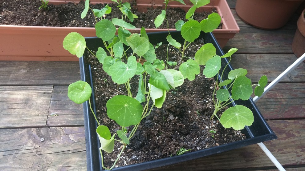 Nasturtium Leaves Curling Up