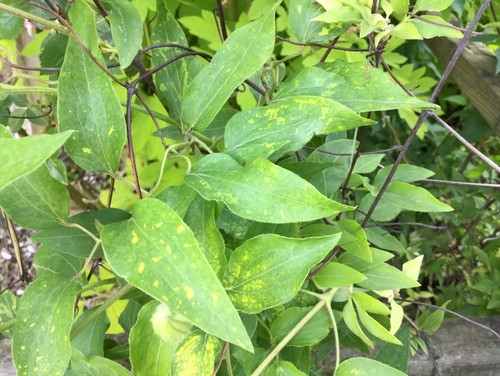 What disease is this on my clematis?
