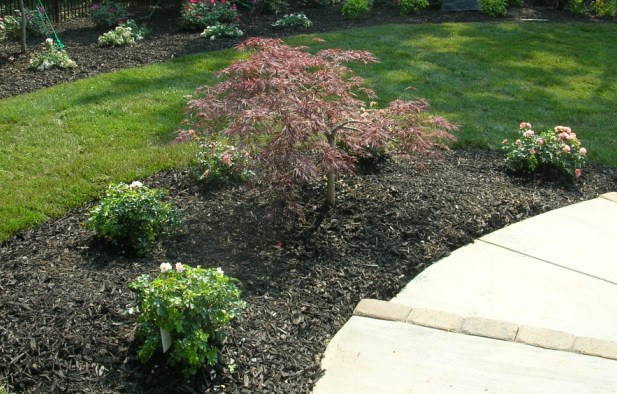 Design ideas for a transitional landscaping in Charlotte.
