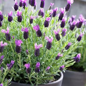 French Lavender