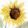 Last commented by Wendy Purrington