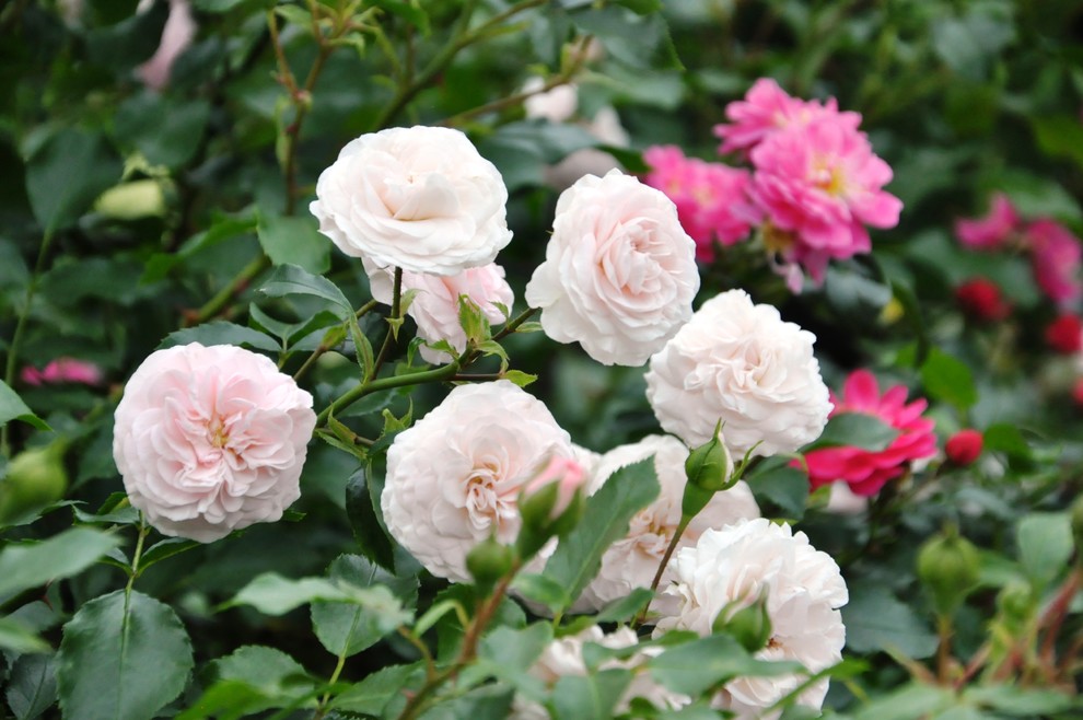 д. Громково - Уход за садом - 100% качество