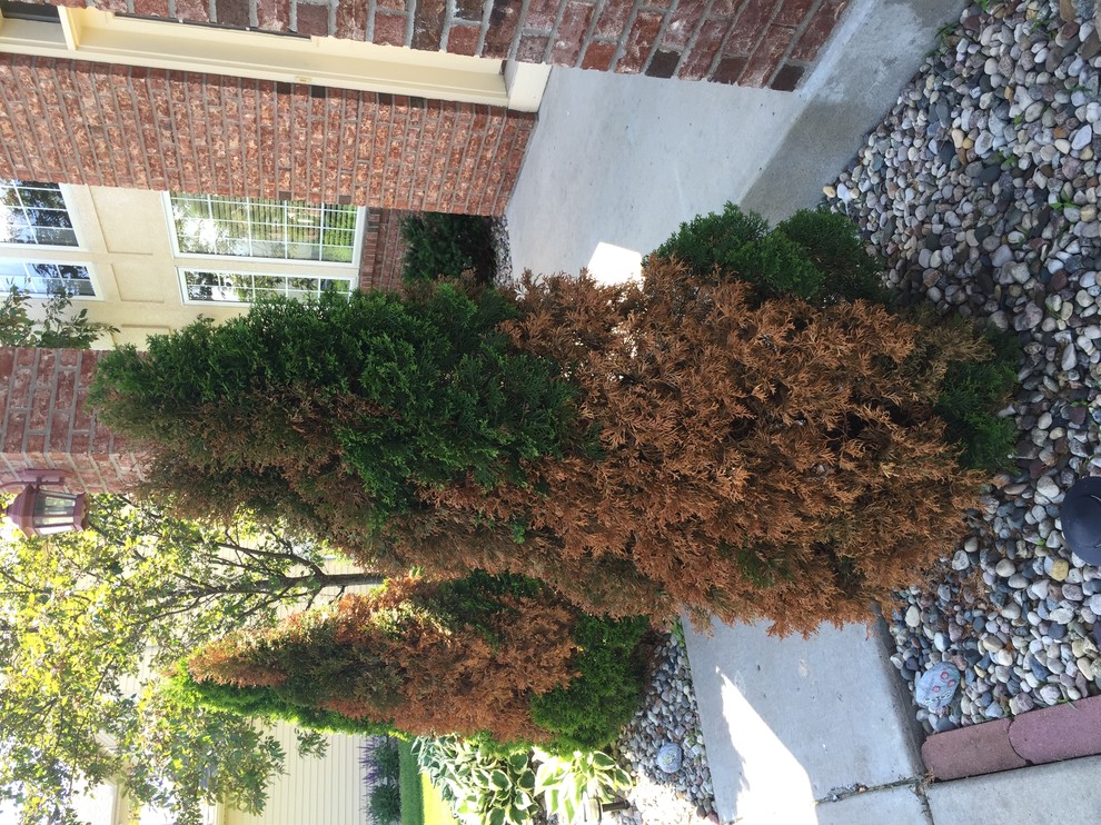 Evergreen trees dying