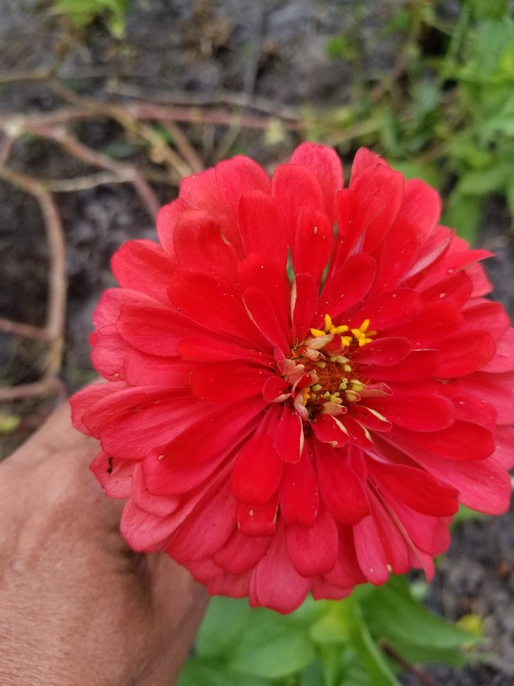 Help identifing some zinnias - please