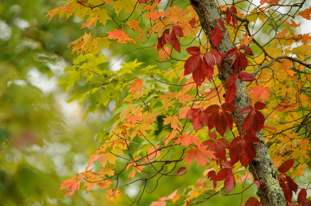 Autumn Style Maple Leaves Fall Colors Red Refrigerator Fridge