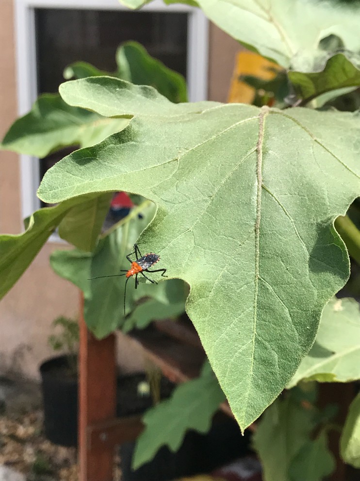 Red/black bugs on my eggplant!