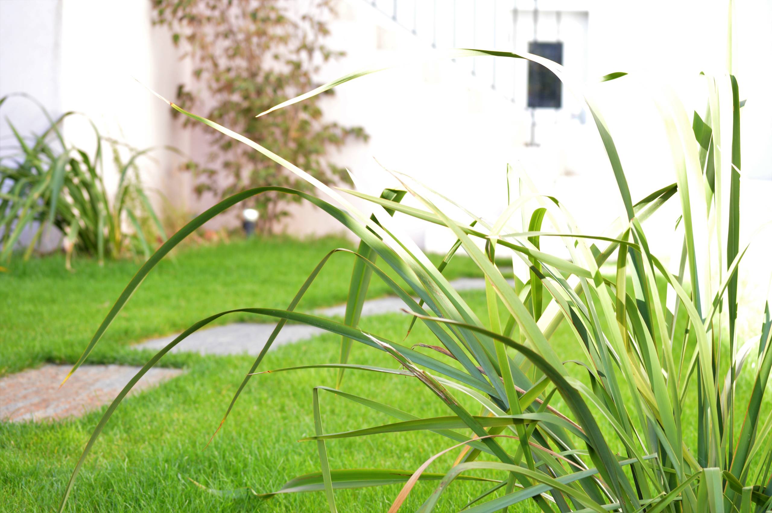 Le jardin devient l'accès principal à la maison