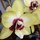 fuzzballiscute (SF Bay Area, Ca. Us)