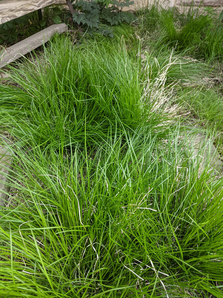 Native plants