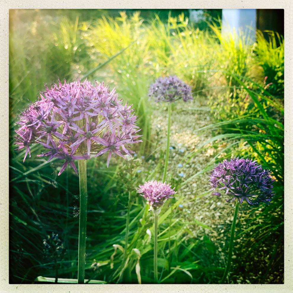 ハンプシャーにあるお手頃価格の広いコンテンポラリースタイルのおしゃれな庭の写真