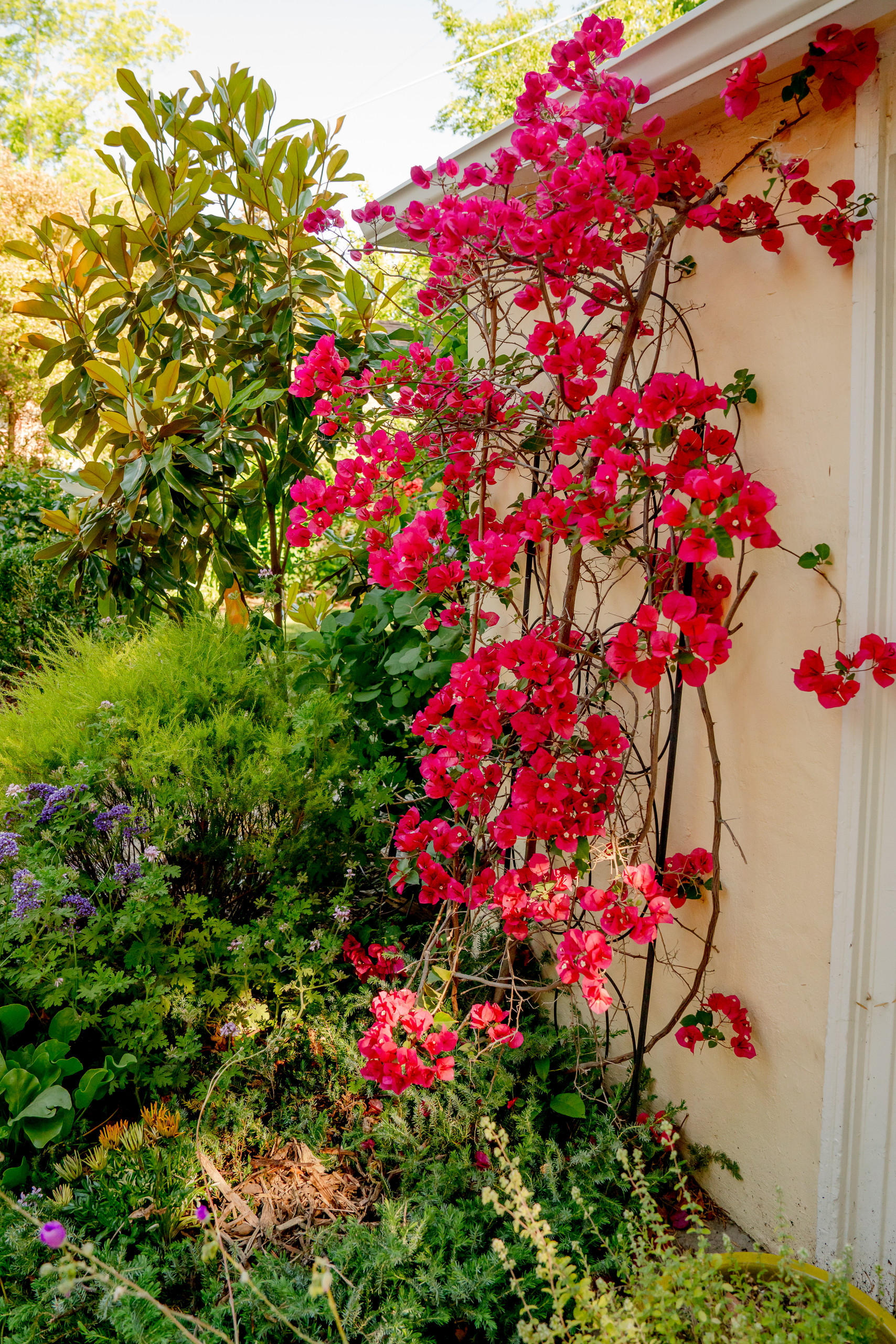 Bougainvillea Glow Against the Garden Wall