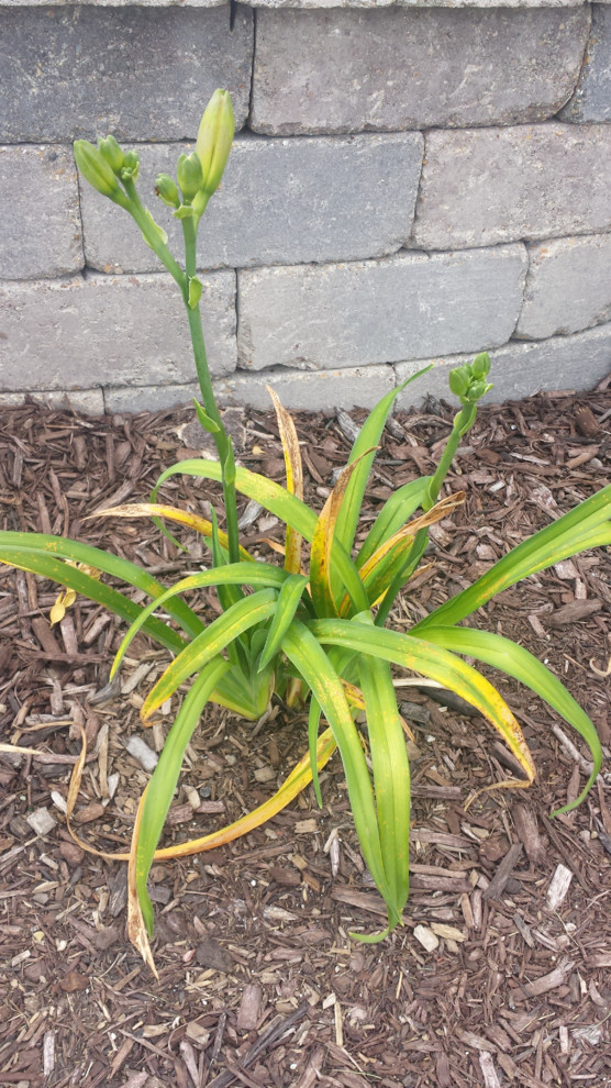 What causes yellowing foliage?