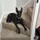 cat polderman