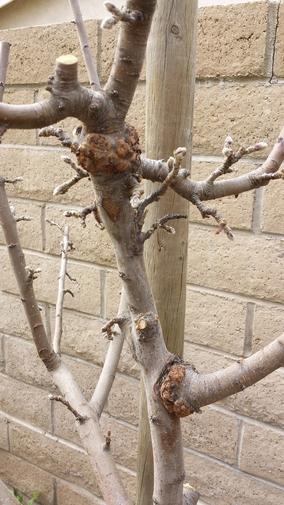 Help with identifying apple tree disease.